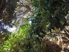 183 HYERES ET SES PALMIERS D01_000037